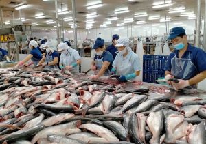 Giá cá tra nguyên liệu giảm mạnh